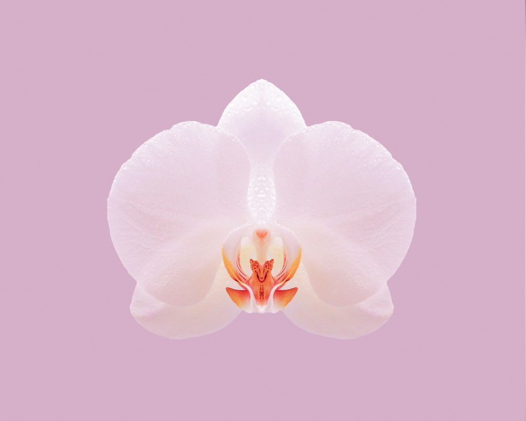 Škůdci na orchidejích - Jak se jich zbavit?