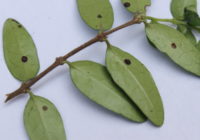 Puklice švestková vyskytující se na listách rostlin