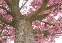 Krásně rozkvetlé třešně na jaře.